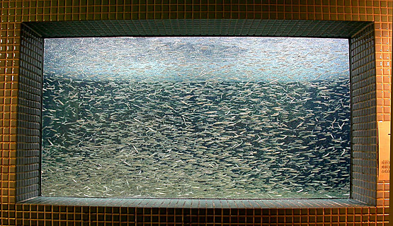 サケ稚魚の群泳