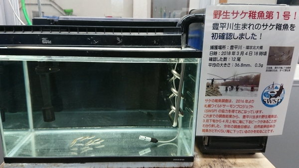 野生サケ稚魚の水槽展示