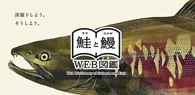 鮭と鰻のWeb図鑑