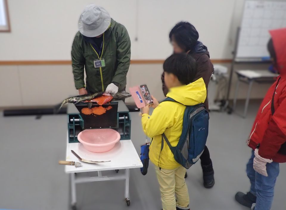 サケの人工授精体験